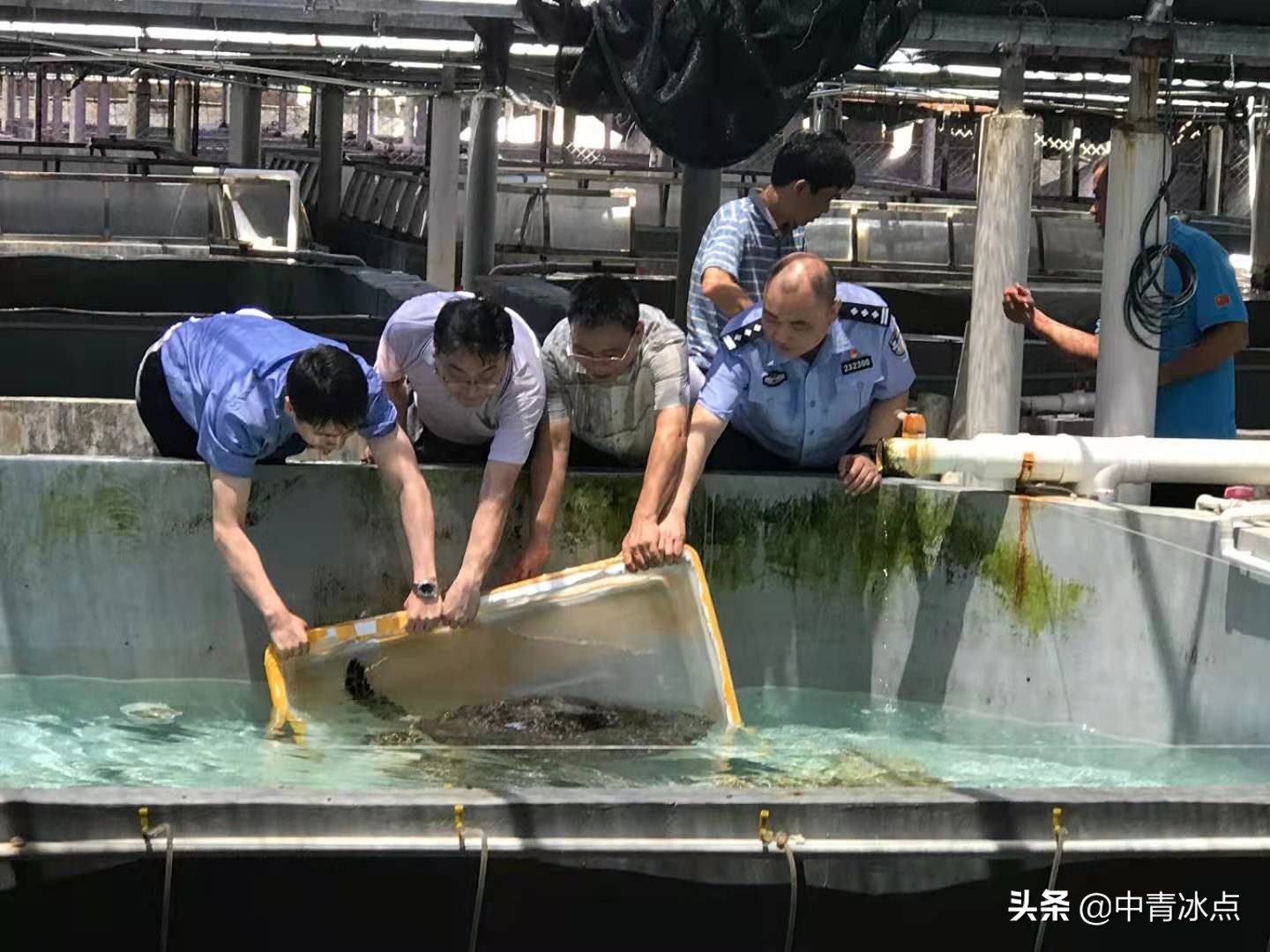 徐州一“黑老大”的宠物牵出600只海龟大案,检察官逐只追回,全国30城市联动,送海龟回家