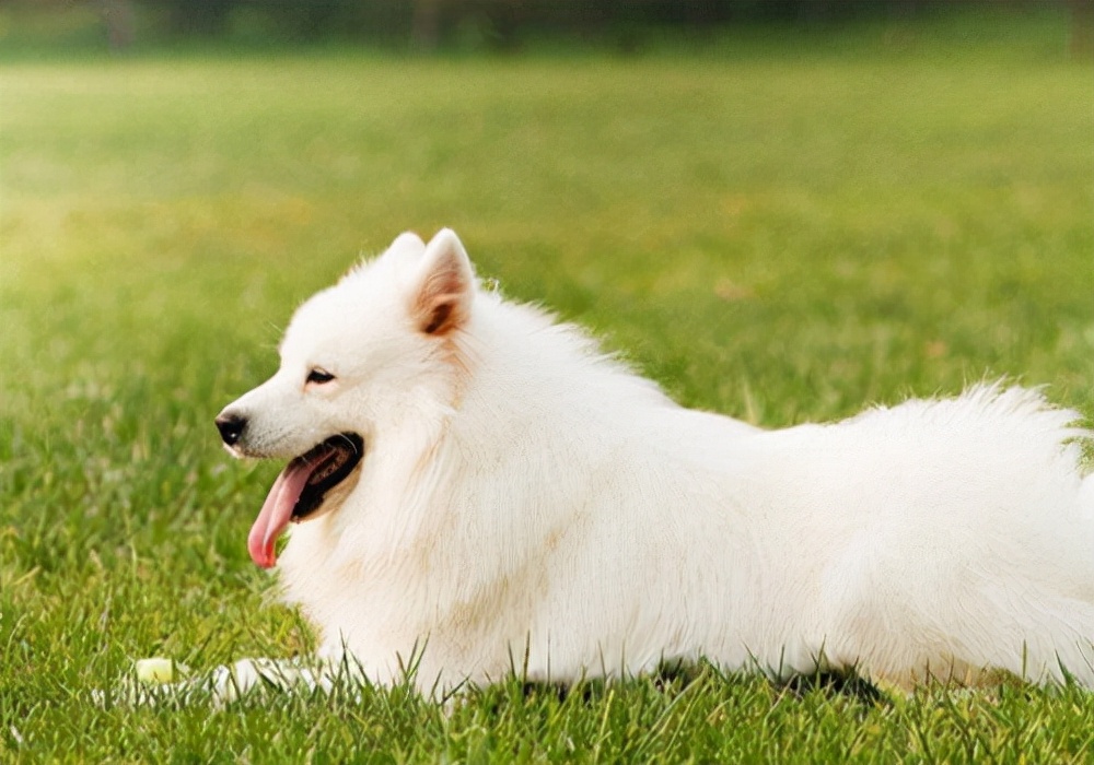 养幼崽狗狗有什么必须注意,养宠物狗的经验方法