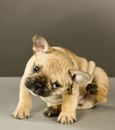 狗狗常见6种皮肤病,狗狗几种常见的病