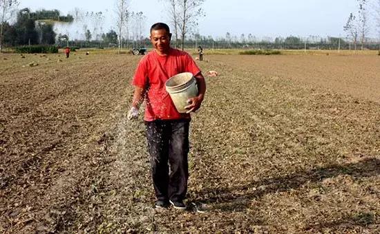 小麦弱苗黄苗如何进行补救,小麦发黄死苗怎么办