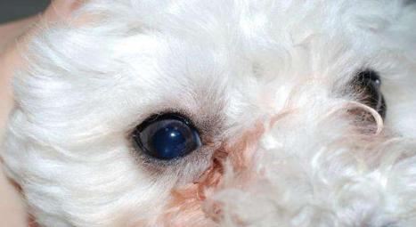 比熊犬泪痕严重怎么调理,比熊犬泪痕很严重怎么办