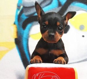 小型犬品种大全及图片柯基犬,不掉毛无体味性格温顺的小型犬