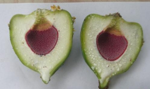 一起来看水果传——爱玉子,可可,嘟柿,你都见过吗?