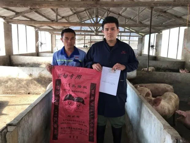 合同猪还有养的前途吗,养合同猪的十大建议