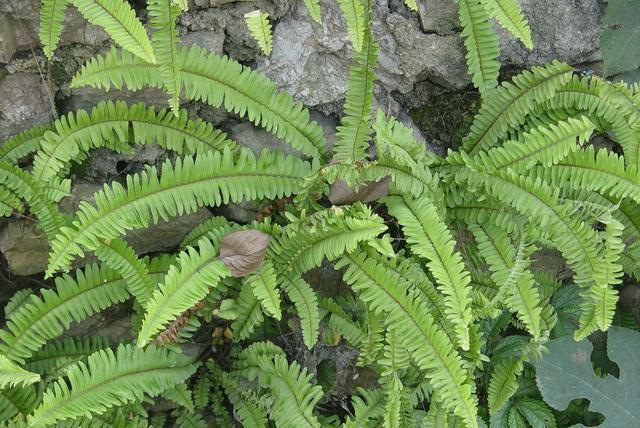 此物十分珍贵，若生长在你家墙角，别拔除价值大