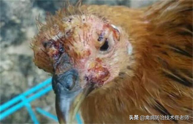 鸡喉痘治疗办法,鸡痘处理方法视频