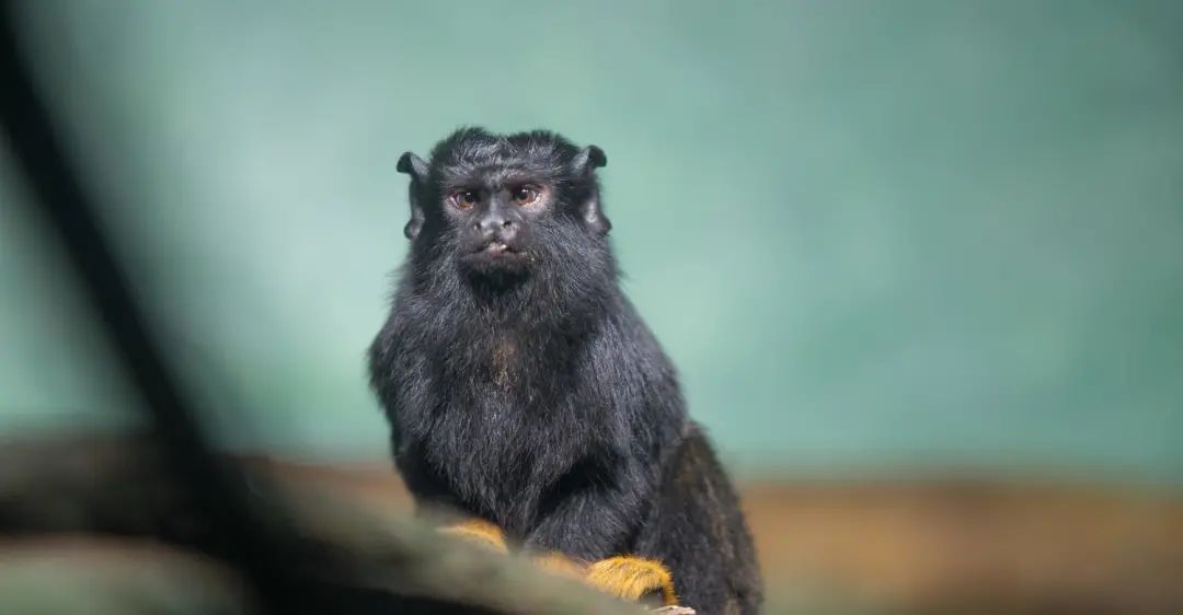 春节广州长隆野生动物世界攻略,广州长隆野生动物世界旅游攻略