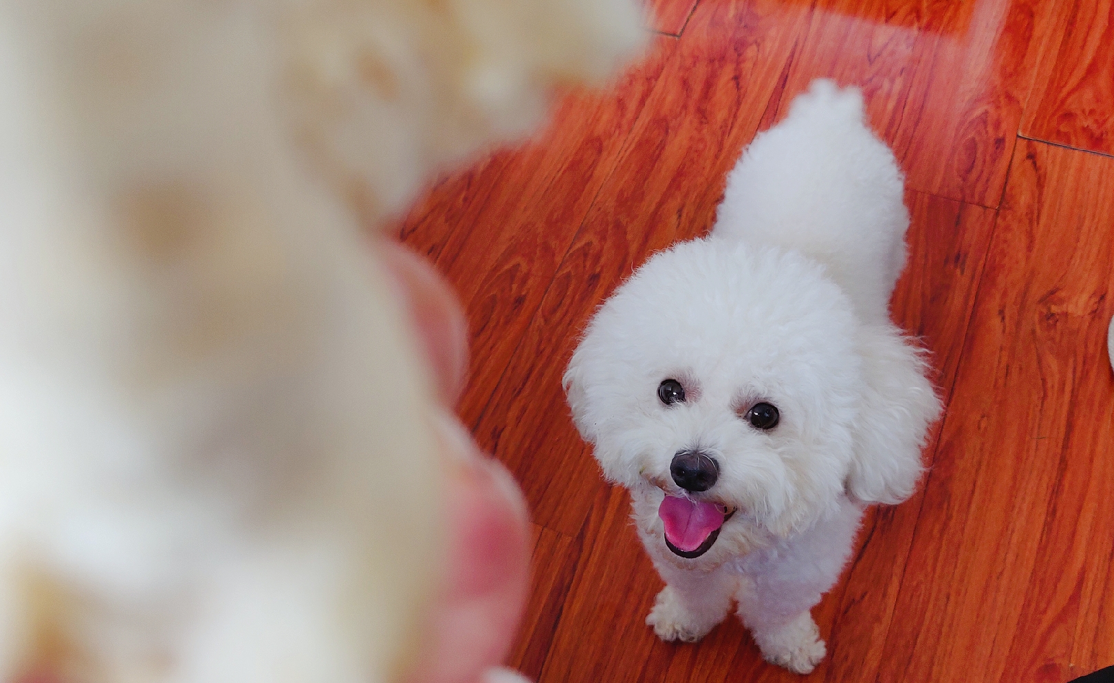家有狗狗如何防虱子跳蚤,家有狗狗怎么除螨