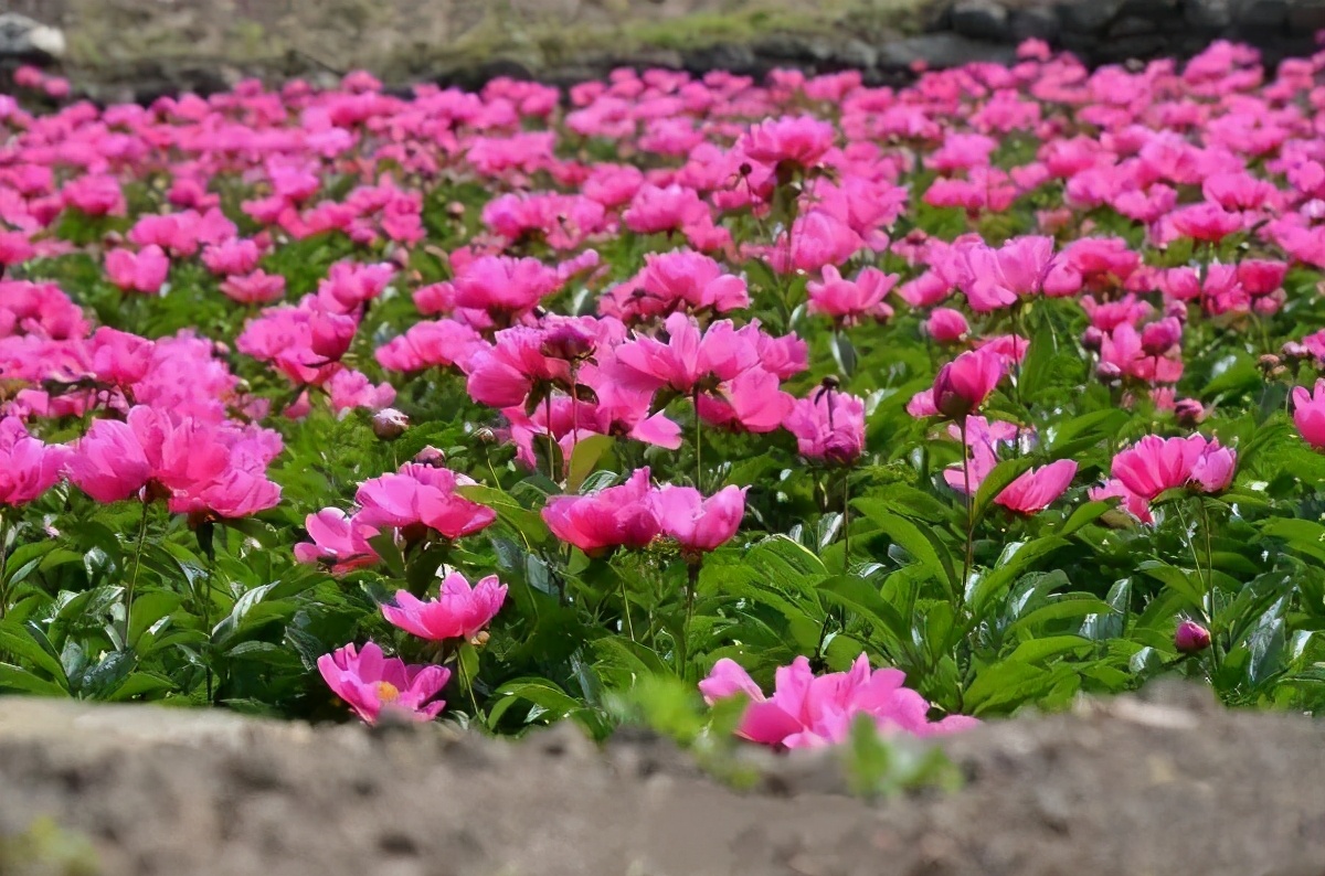 4月牡丹美景,十堰看牡丹花的地方