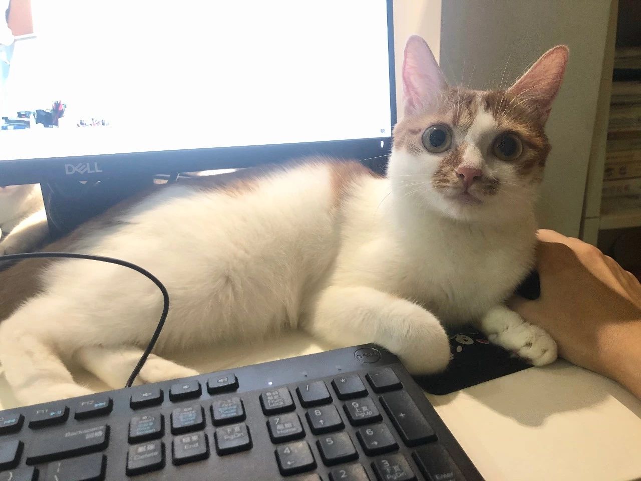 猫膀胱炎尿闭需要注意什么,猫伪膜性膀胱炎