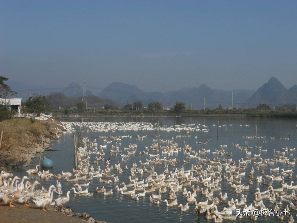 一年卖4000万只鸡,一年卖出100万只鸡