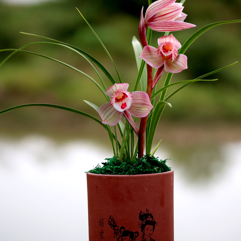 秋季适合养的花草品种大全,什么兰花开得好看又好养