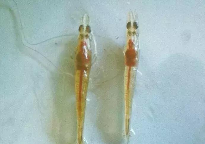 对虾偷死病的防治方法,对虾黑便什么原因