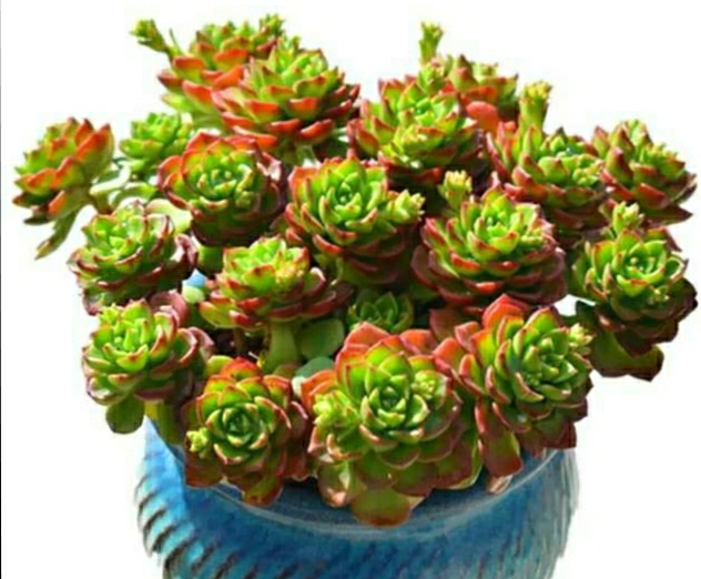 蒂亚怎样养才能变红,蒂亚夏季怎么养