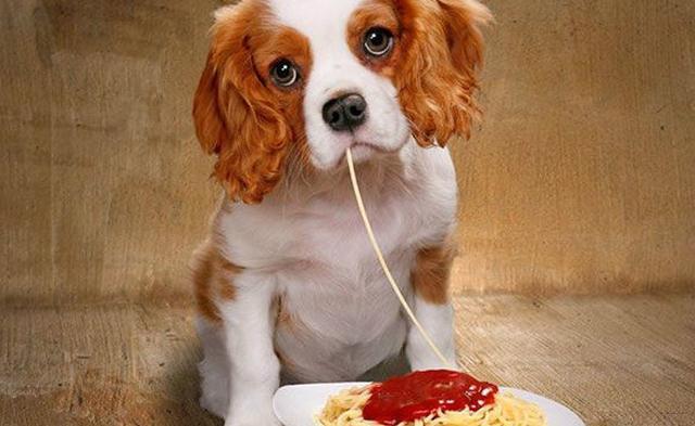 狗误食多久催吐,狗狗误食异物催吐后怎么护理