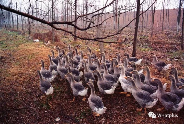 十一八天乐，七天在武汉