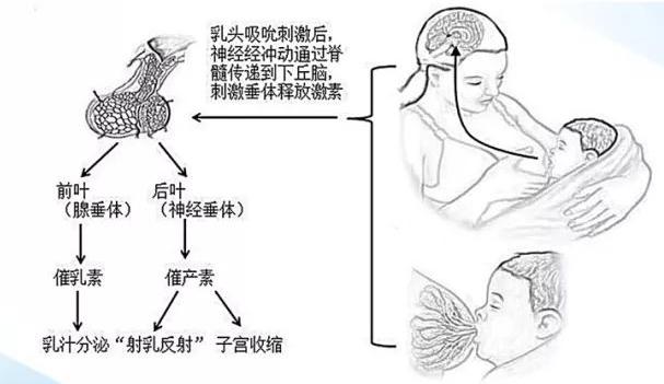 奶水不足如何让宝宝多吸,奶水少母乳不足怎么增加
