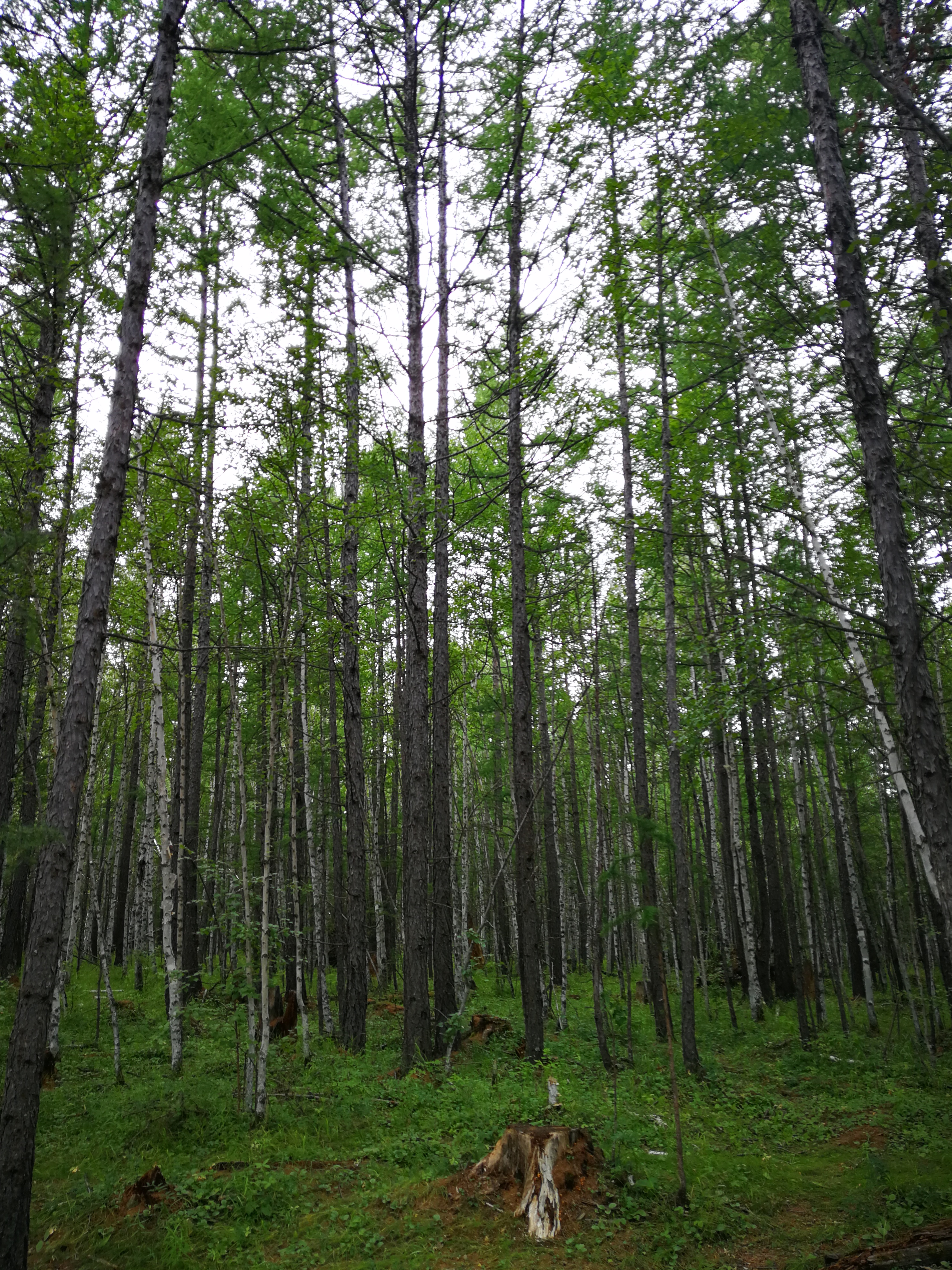 北京游阿尔山路线攻略,北京阿尔山旅游自由行攻略