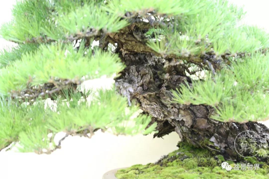 宿松十大顶级黑松盆景 (黑松微型盆景日本黑松30公分价格)