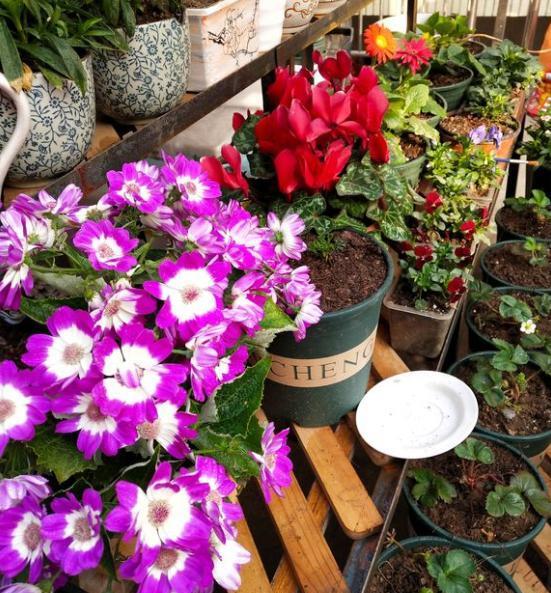 田园土最便宜的改良方法,在家种花田园土变营养土怎么做