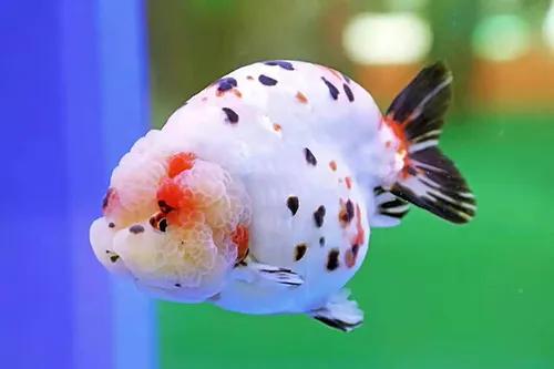 鱼缸水发浑发臭咋回事,鱼缸刚换的水就变浑浊发臭