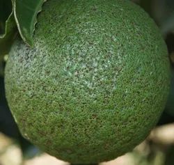 柑橘沙皮病最佳治疗,柑橘沙皮病能治好吗