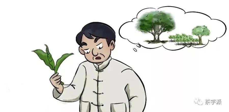 茶江湖六大名茶,茶江湖武夷山岩茶