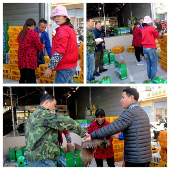 龙胜凤鸡竟“飞”入海鲜市场，“高规格”背后大有文章