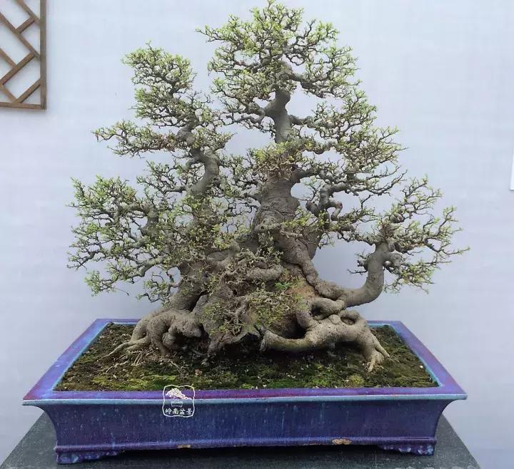 造型极美的盆景一起来欣赏,一组风吹出来的盆景欣赏动感十足