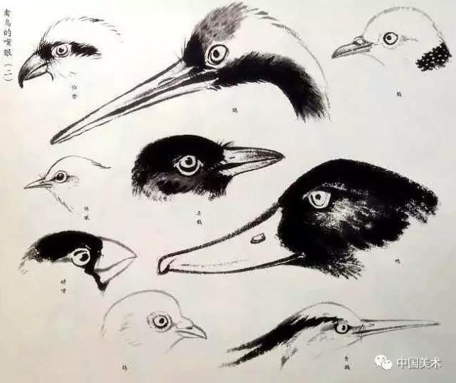 禽鸟画教程,最简单的禽鸟画法