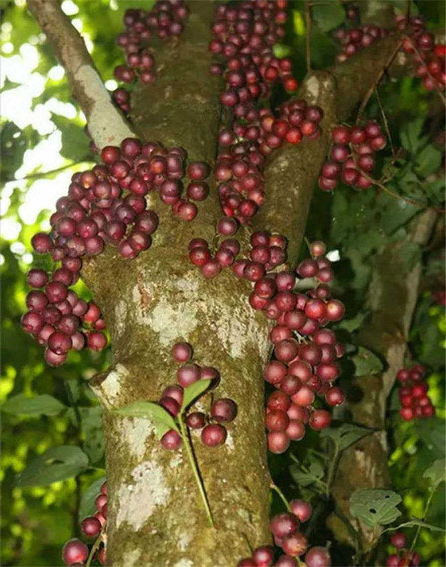 百种味道的果子,百种果实图片