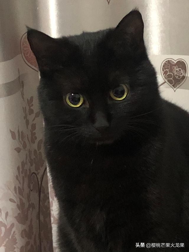 猫咪被蜜蜂刺到嘴里,猫咪被蜜蜂扎到嘴了一直吐