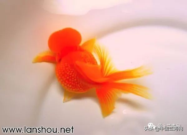 国宝级皇冠珍珠金鱼视频,皇冠珍珠金鱼视频