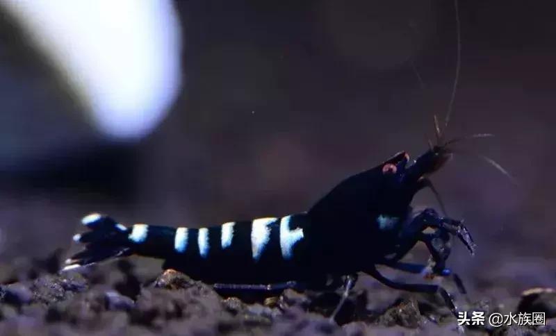 水晶虾怎么来的,水晶虾如何鉴赏