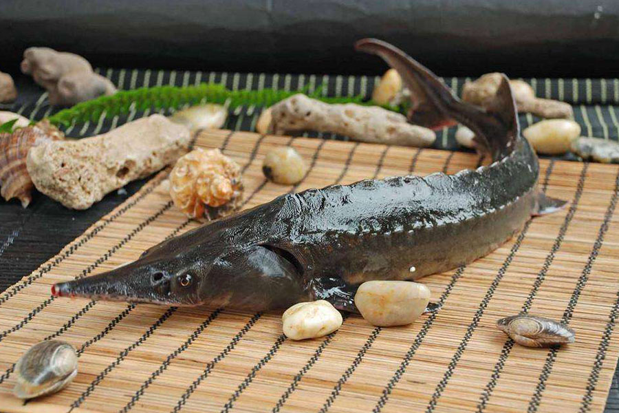 美味的鲟鱼怎么养殖,保持干净的水质,根据体重合理投喂