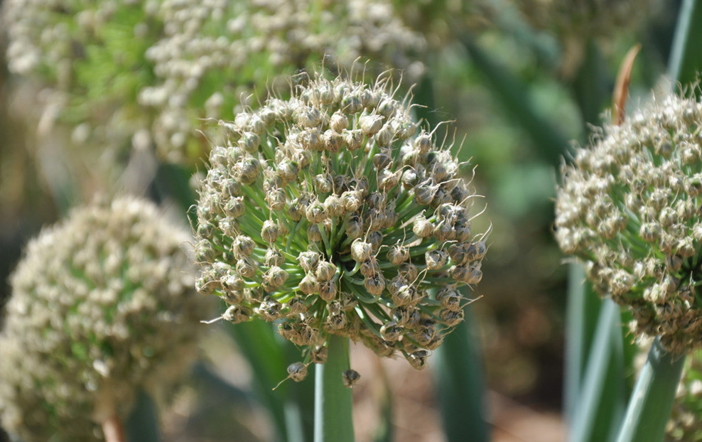 乡情散文：庄稼院儿的种地“留种”