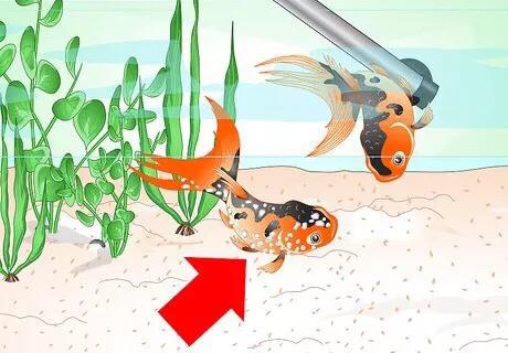 怎么救活金鱼最快最有效,如何挽救快死的金鱼