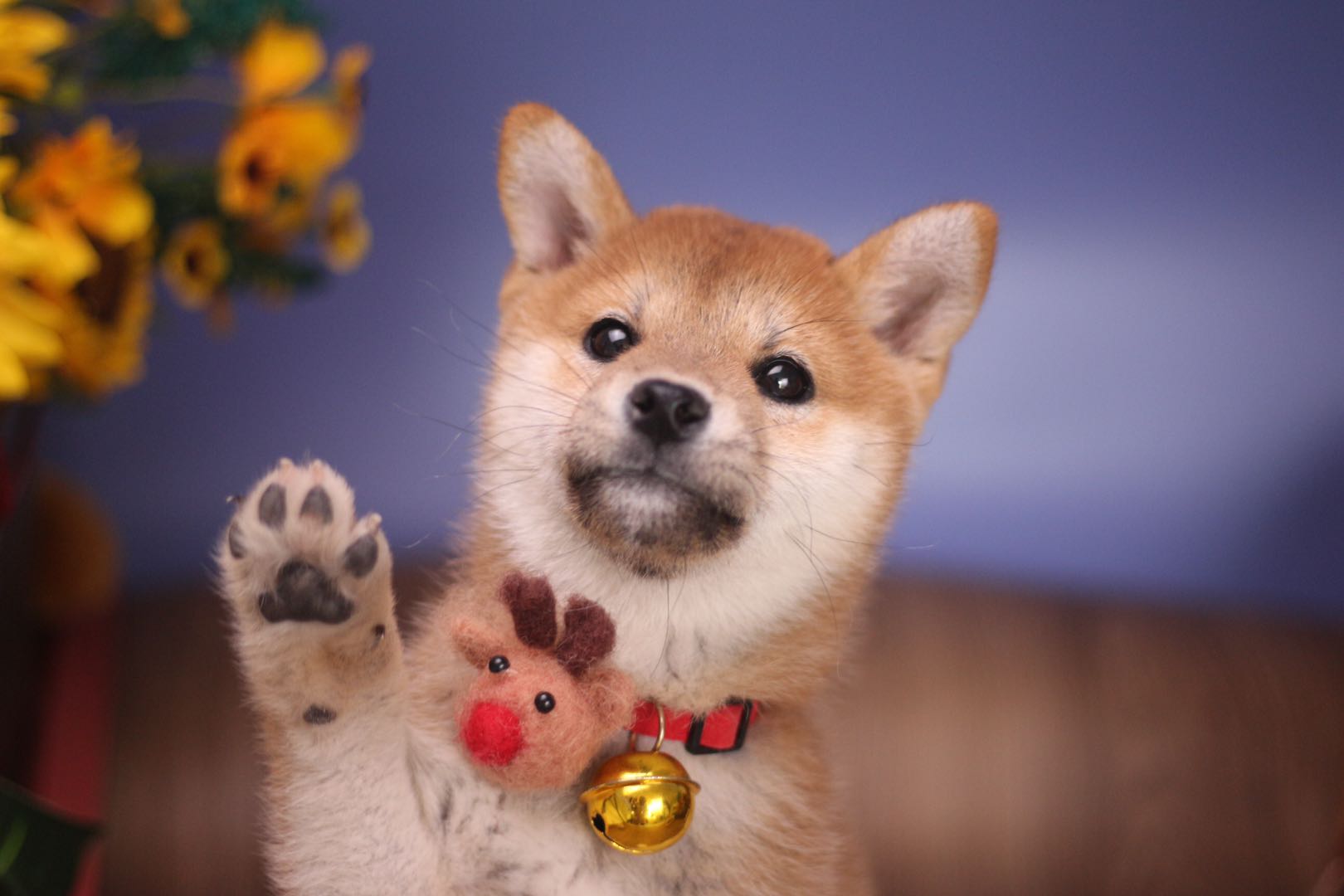 纯种柴犬怎么鉴别纯不纯,柴犬纯种和不纯的区别