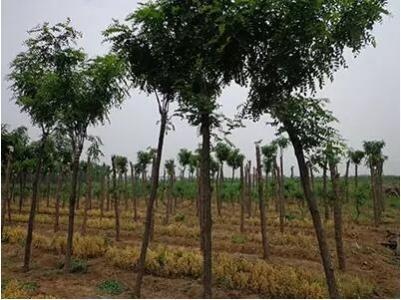 树木截冠有什么好处,树木歪了如何矫正