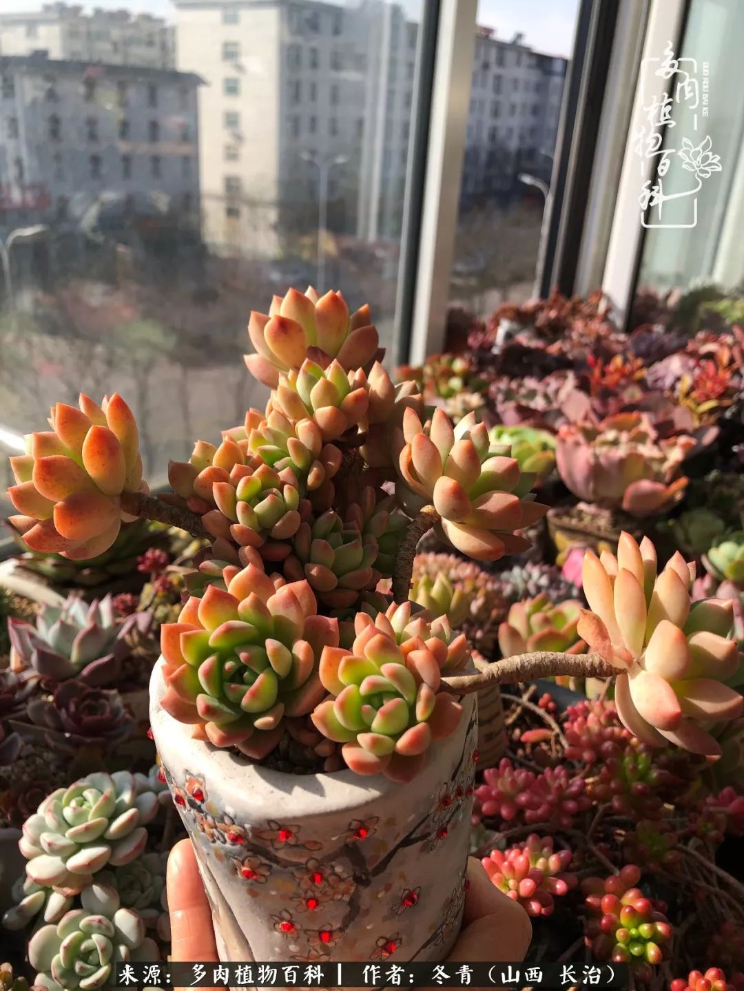 新手养多肉知道这4点打好基础,阳台上养多肉的正确方法