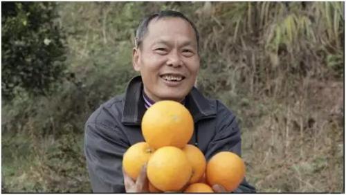 1000000麻阳冰糖橙免费送，快来领取张新发这份公益福利啦