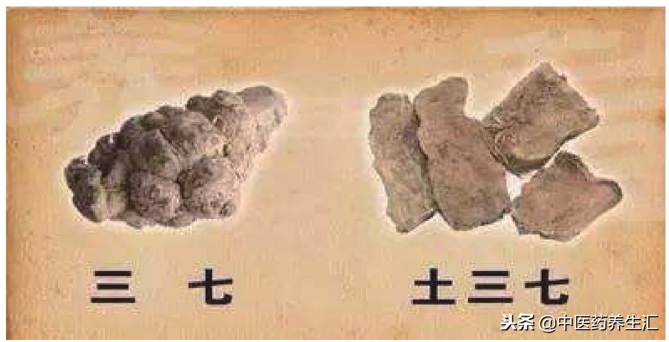 三七粉土三七,土三七与三七功效一样吗