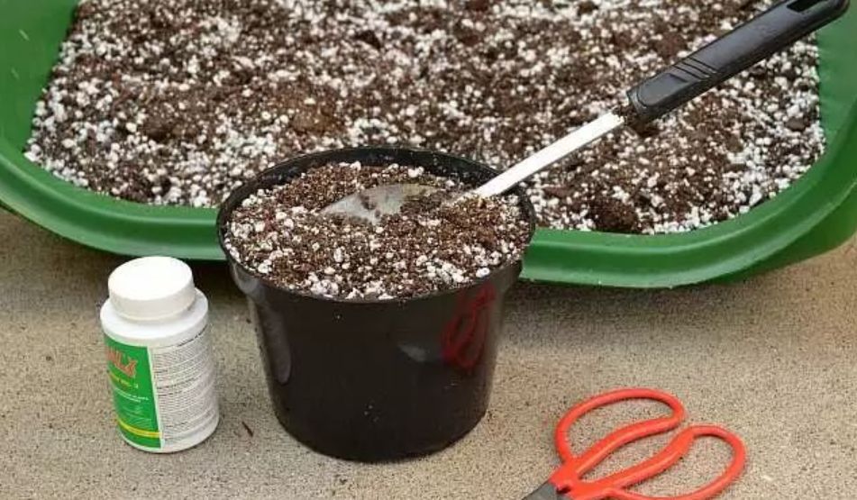 薰衣草扦插苗和原生苗哪个好,薰衣草扦插繁殖详细教程图解