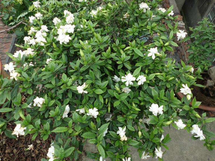 栀子花种子怎么种上就出芽了,栀子花从种子到开花生长过程