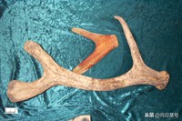 鹿茸红粉片每日用量,鹿茸的奇效