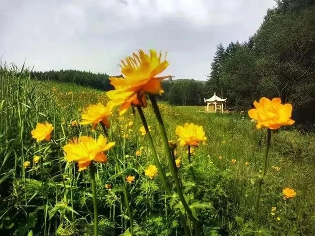 驼梁七月草原美，金莲妖娆入画里/郝贵云