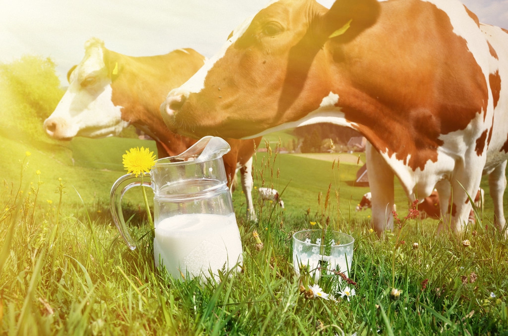 奶牛真胃扭转的症状与治疗,奶牛的真胃移位