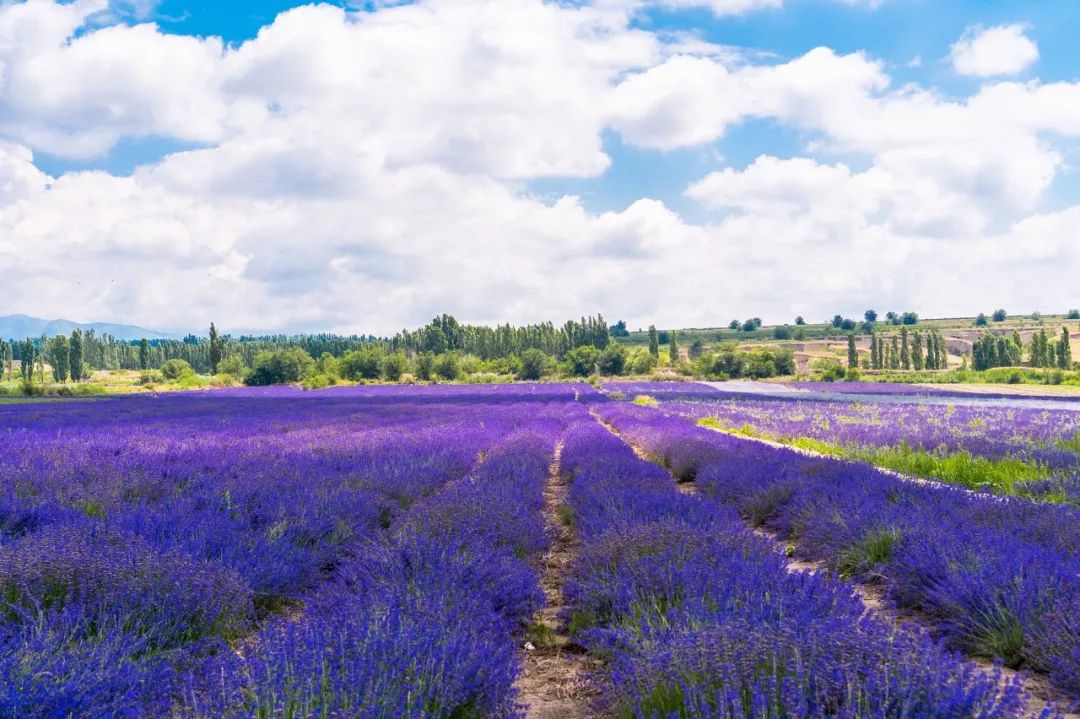 涓嶈兘鍘诲鍦扮殑鐞嗙敱,浜旂浜轰笉鑳藉幓鐤嗗唴鏃呮父