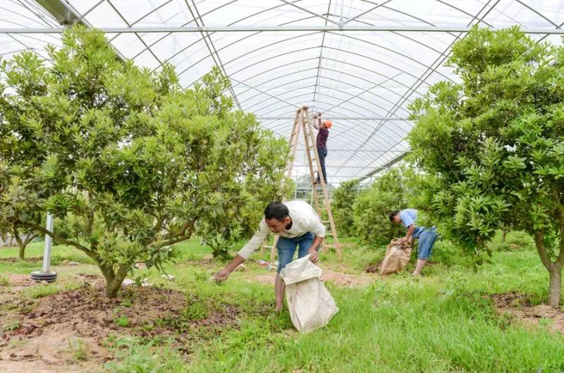 种植水果杨梅教程,杨梅古法控旺技术