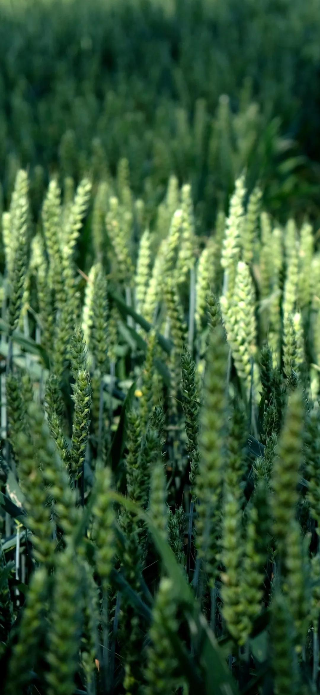 文艺素雅治愈植物手机壁纸,唯美治愈系手机壁纸植物